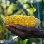 Agrorural - ao serviço do agricultor