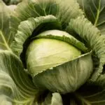 close-up-delicious-organic-cabbage