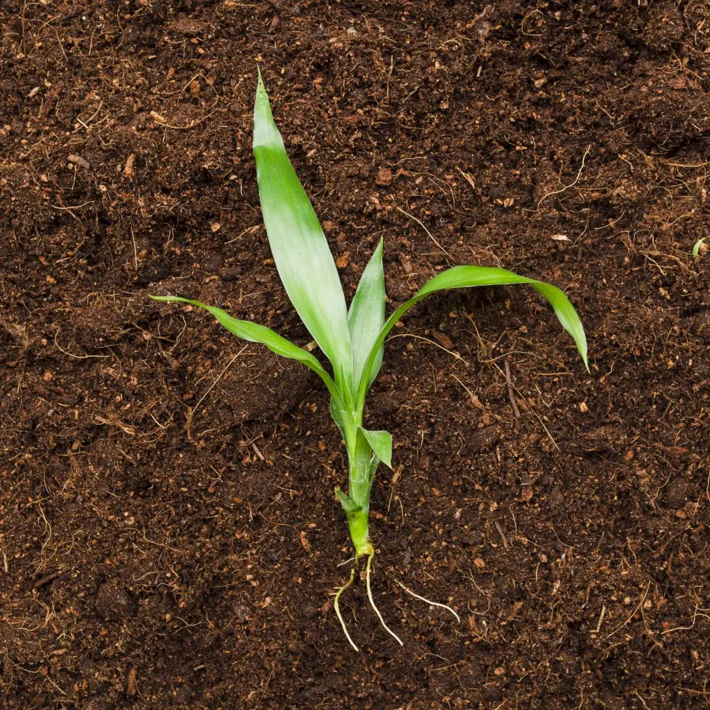 Agrorural - ao serviço do agricultor